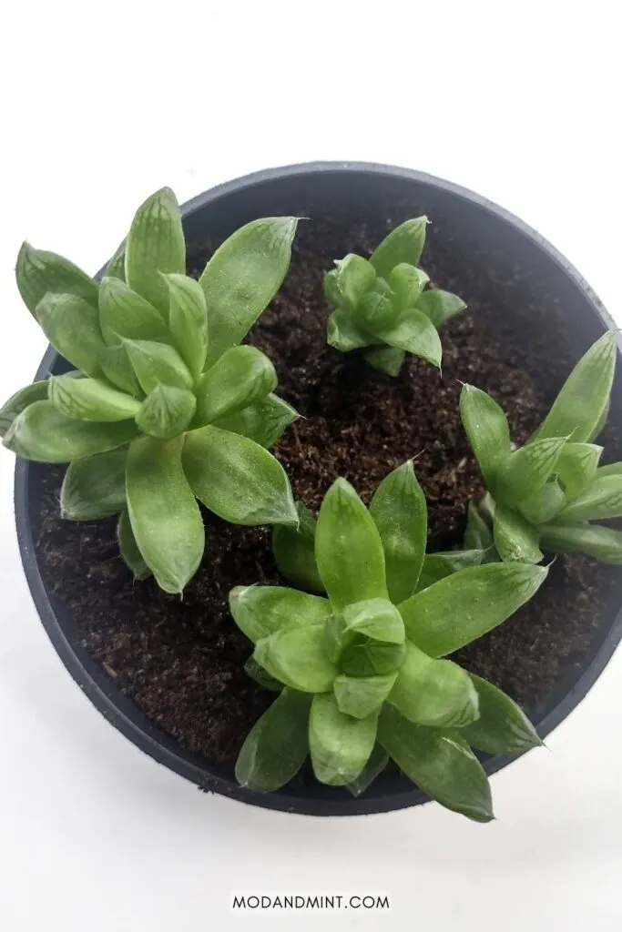 Propagated Haworthia cooperi offshoot cuttings planted in soil.