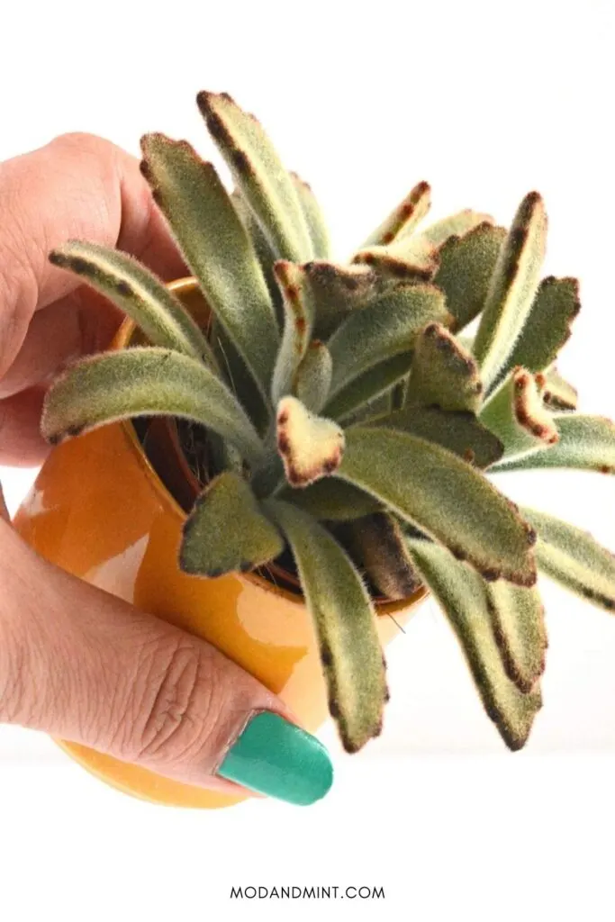 Hand holding up a panda plant succulent in a yellow planter pot.