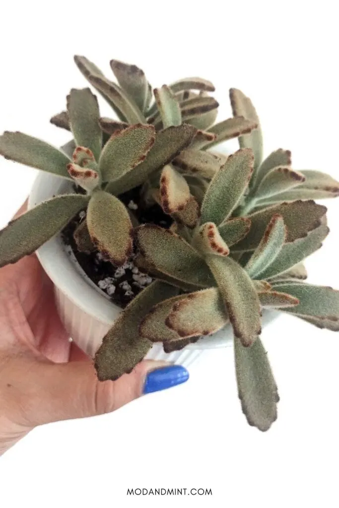 Hand holding up a large potted Panda plant.