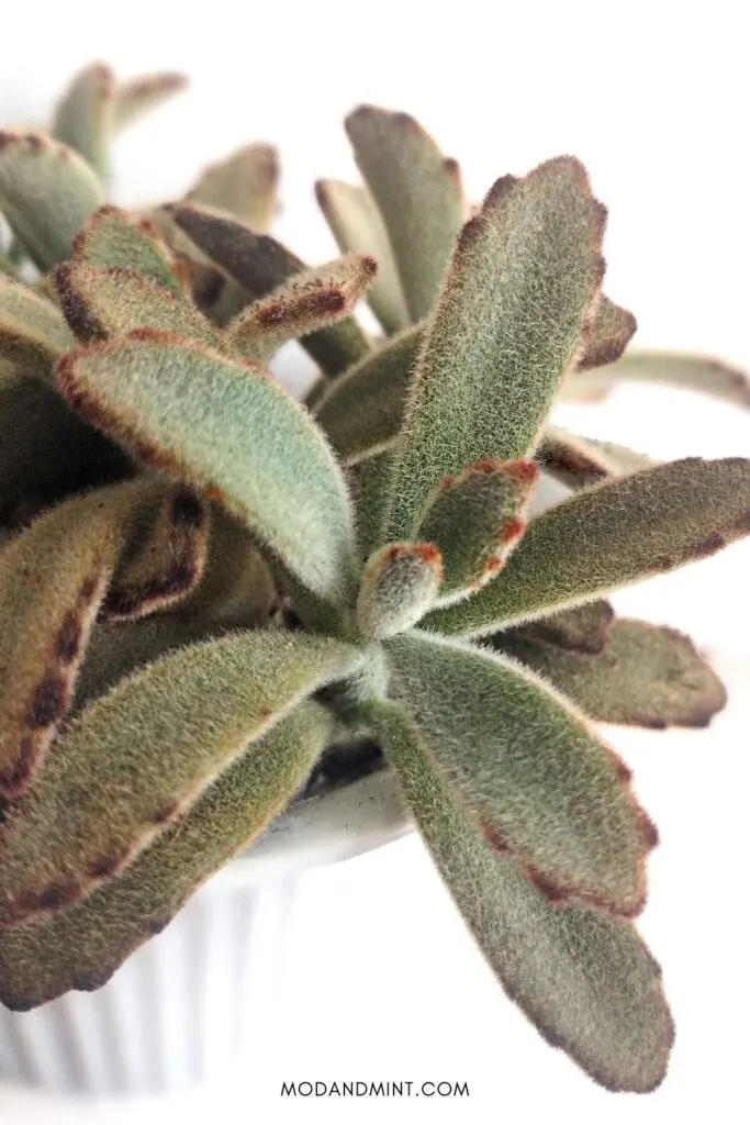 Close up of the fuzzy panda plant leaves.