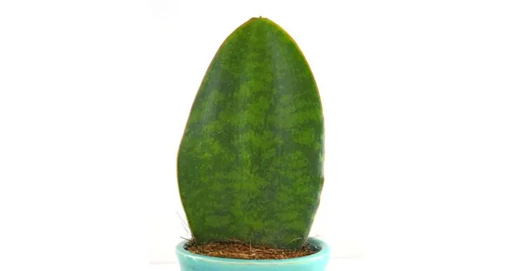 Whale fin Sansevieria Snake plant.