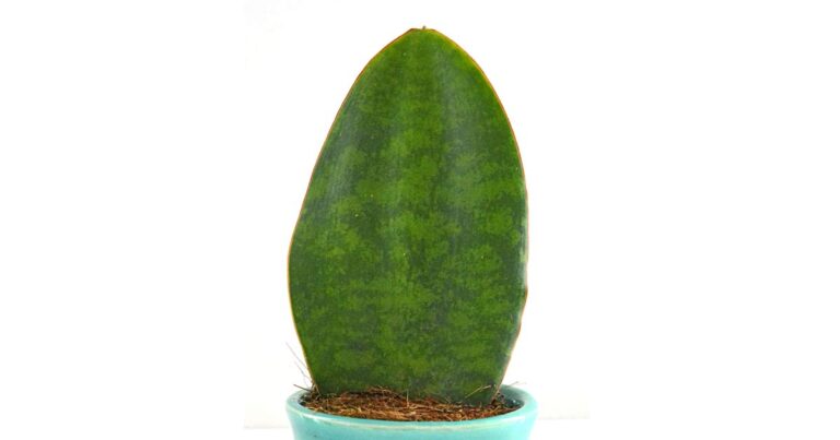 Whale fin Sansevieria Snake plant.