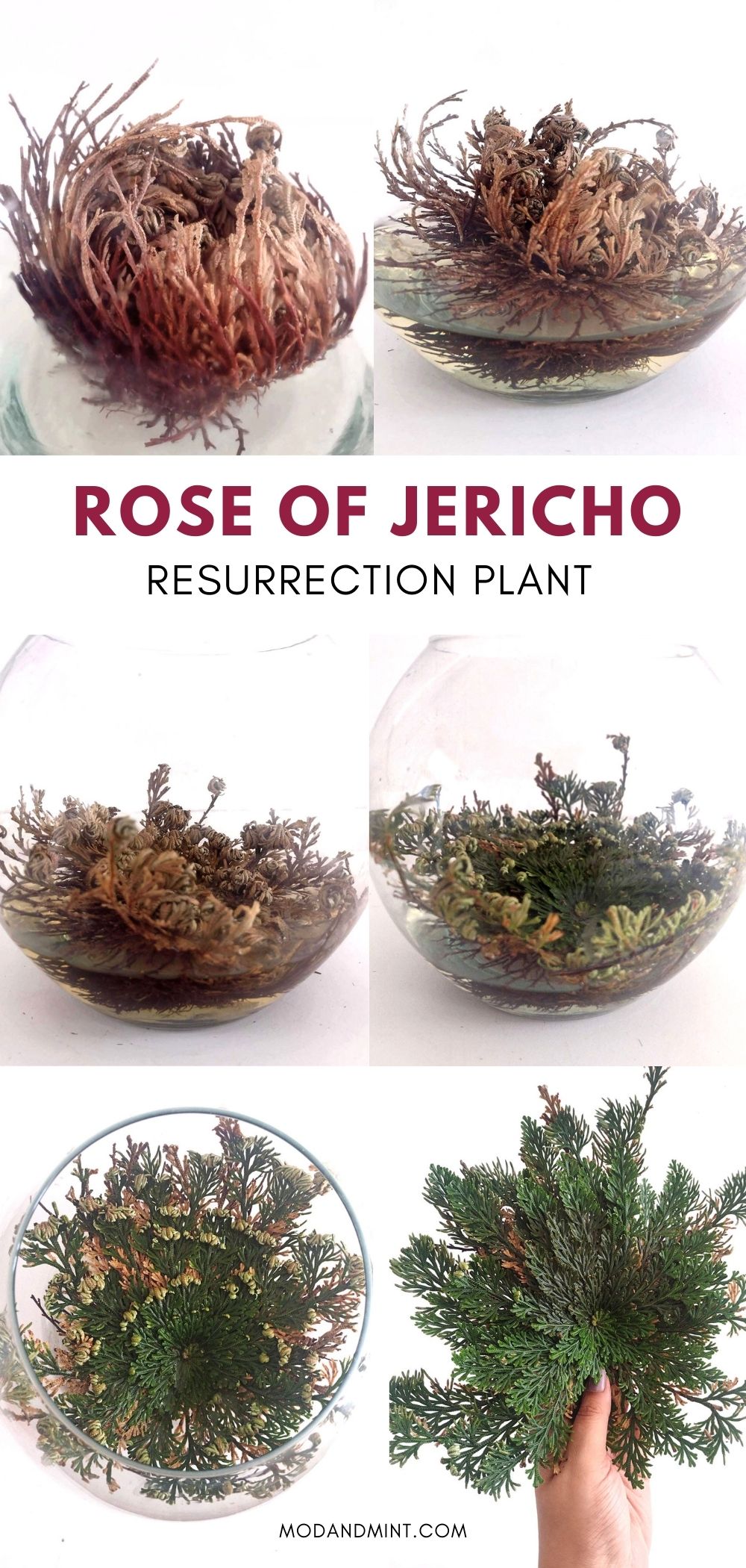 Rose of Jericho Care - How to Grow a Resurrection Plant