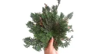 Hand holding up a green Rose of Jericho plant.