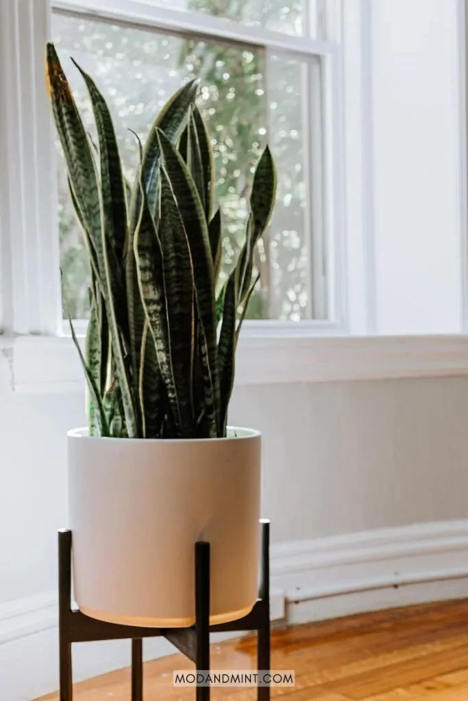 Large Sansevieria Snake plant in front of bright window.