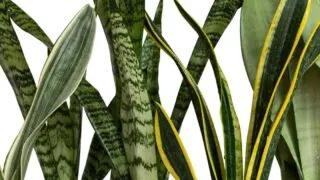 Close of of the upright leaves of different types of Sansevieria Snake plants.