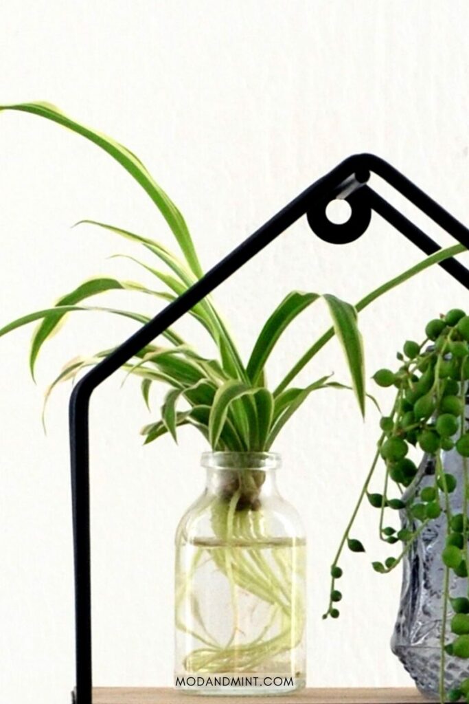 Spider plant cutting propagating in water on a house shaped plant shelf.
