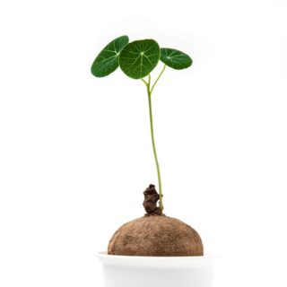 Stephania Erecta Care - How to Make the Bulb Sprout and Grow!
