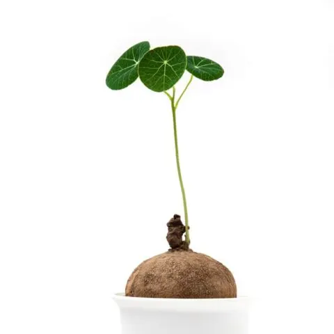 Stephania erecta growing round leaves form its full round caudex bulb.