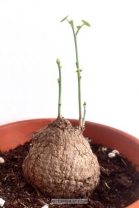 Stephania Erecta Care - How to Make the Bulb Sprout and Grow!