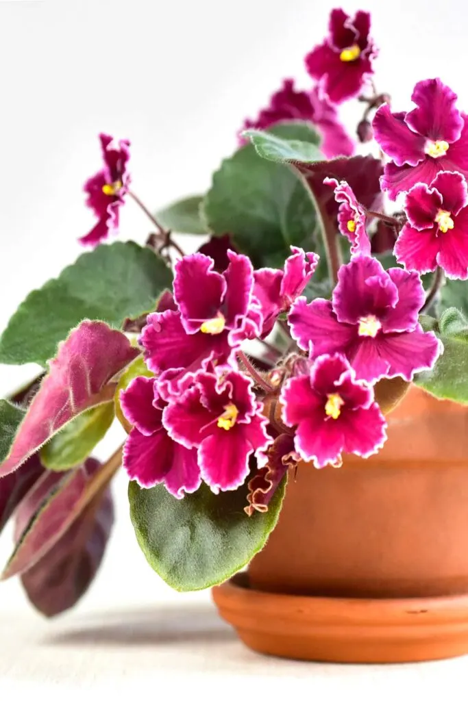 Large pink African violet plant in clay pot.