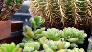 Close up of different types of succulents with large cacti in the background.