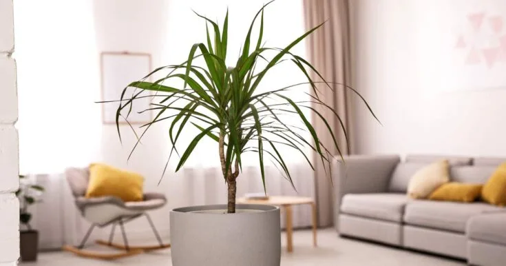 Indoor Dracaena marginata plant on table with bright, modern interior in the background.