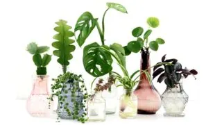 Group of small pastel vases all with different house plant cuttings propagating in water.