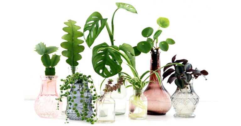 Group of small pastel vases all with different house plant cuttings propagating in water.
