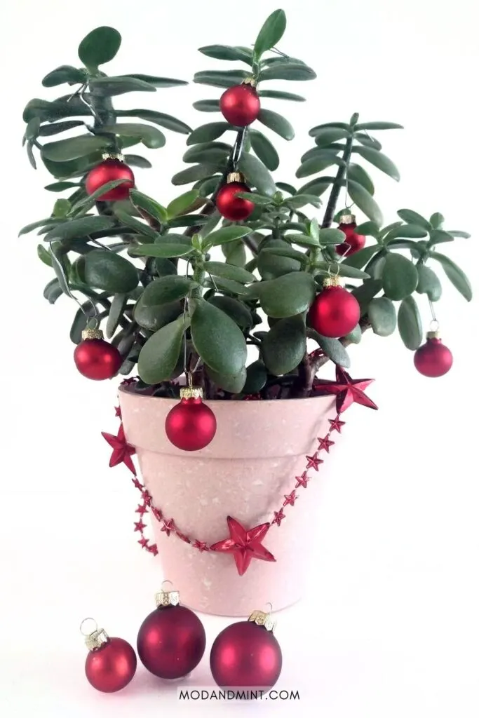 Large Jade plant in pink planter pot decorated for Christmas with small red ornaments and red star garland.