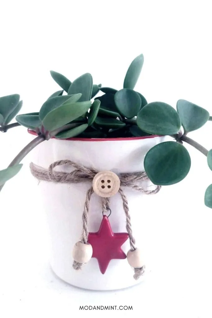 Peperomia hope plant in Christmas decorated pot with jute string bow and red star.
