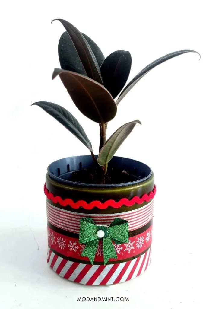 Rubber plant in planter pot decorated with ribbons and washi tape for Christmas.