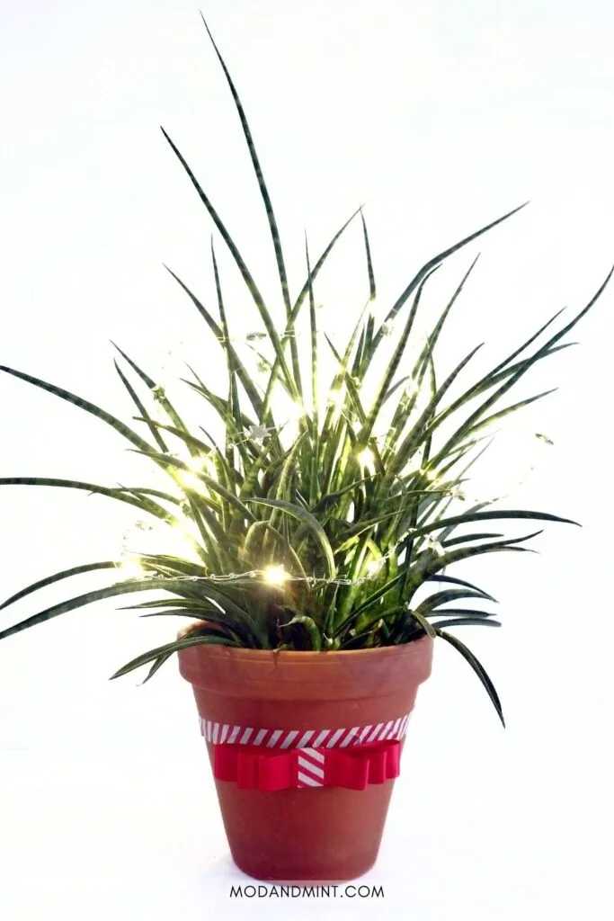 Sansevieria fernwood house plant decorated for Christmas with string lights and a ribbon bow.