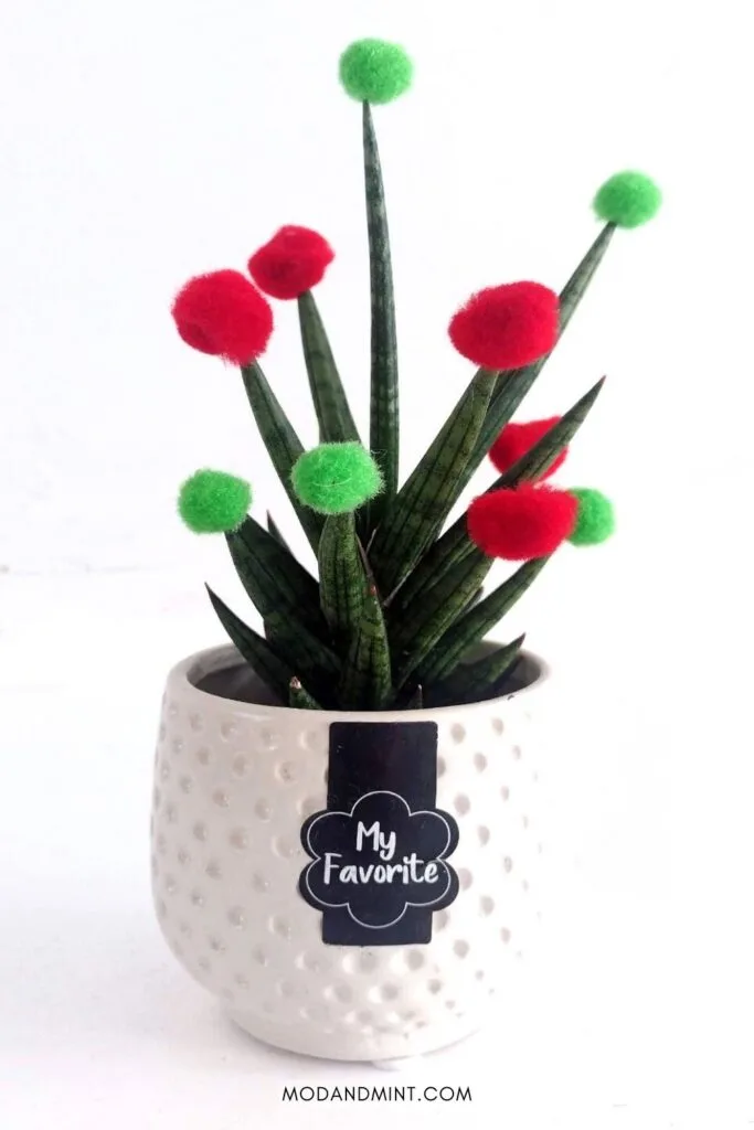 Sansevieria Francissi houseplant decorated for Christmas with small red and green pompoms.