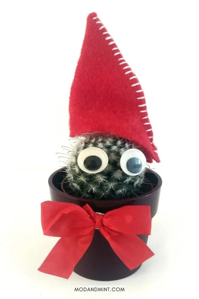 Potted cactus plant decorated for Christmas with red santa hat, googly eyes and red ribbon bow.
