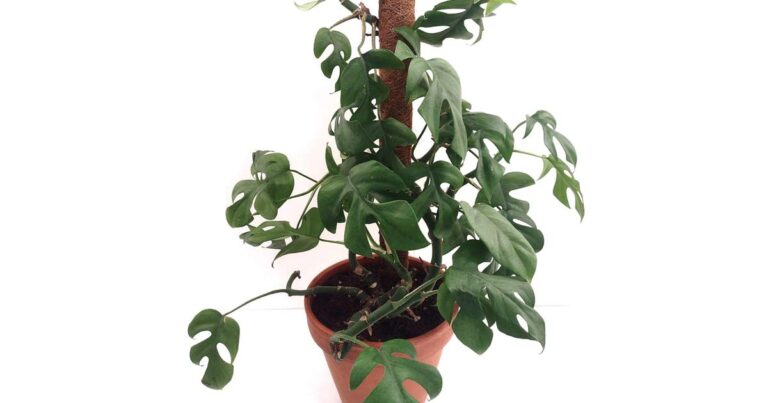 Rhaphidophora Tetrasperma mini monstera plant climbing on a moss pole.