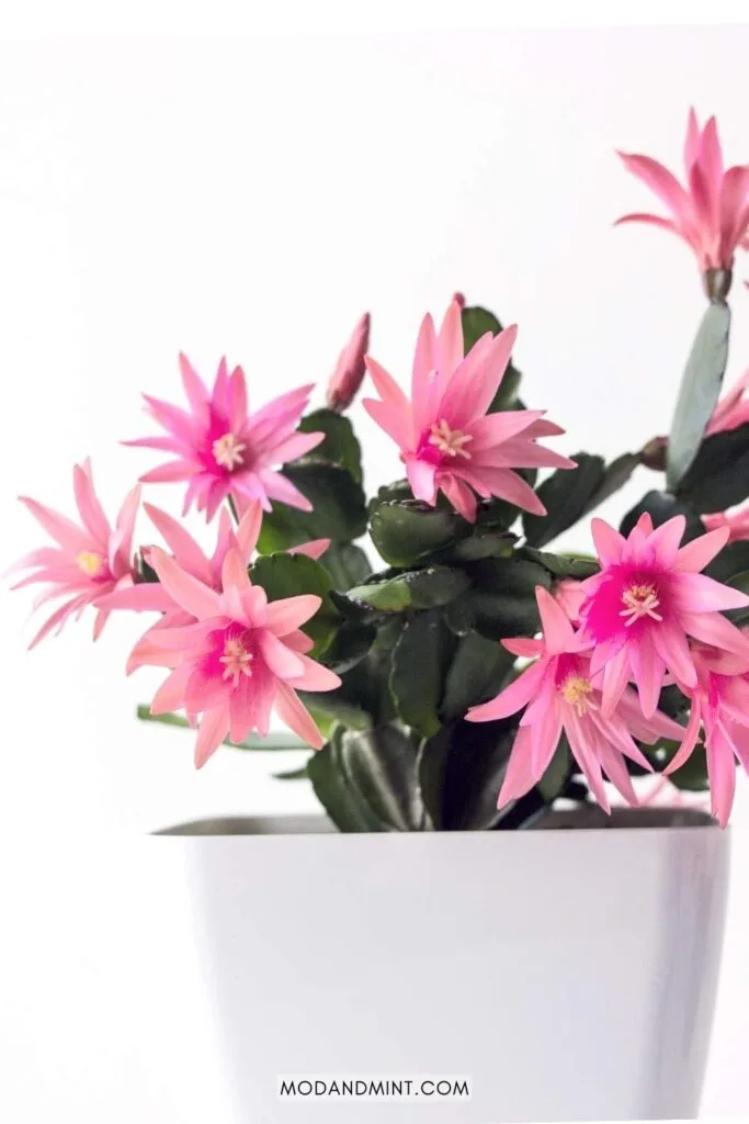 Schlumbergera Easter cactus in white pot blooming with pink flowers.
