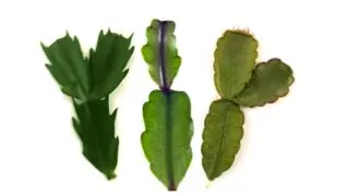 3 Cuttings of different holiday cactus leaves, the Thanksgiving cactus, Christmas cactus, and Easter cactus.