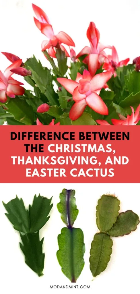 Differences Between Christmas Cactus vs Thanksgiving Cactus vs Easter