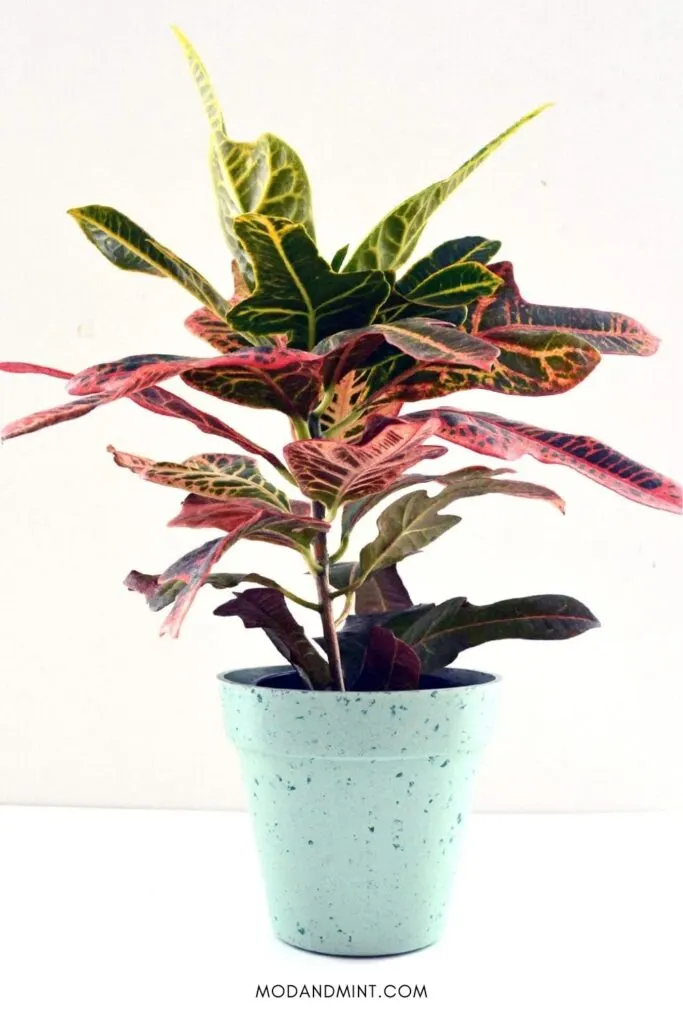 Oakleaf croton plant with colorful leaves in light blue planter pot.