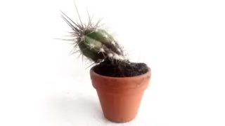 Overwaterd toothpick cactus plant showing rot setting in from the bottom.