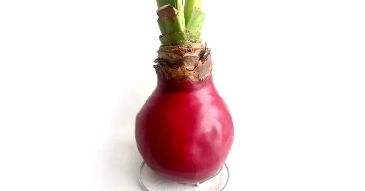 Red waxed Amaryllis bulb.