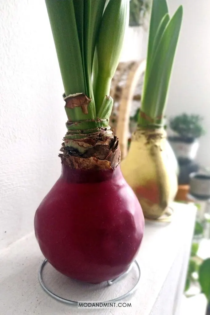 Gold and red waxed Amaryllis bulbs growing indoors in plant corner.