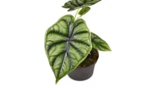 Alocasia baginda dragon scale plant.