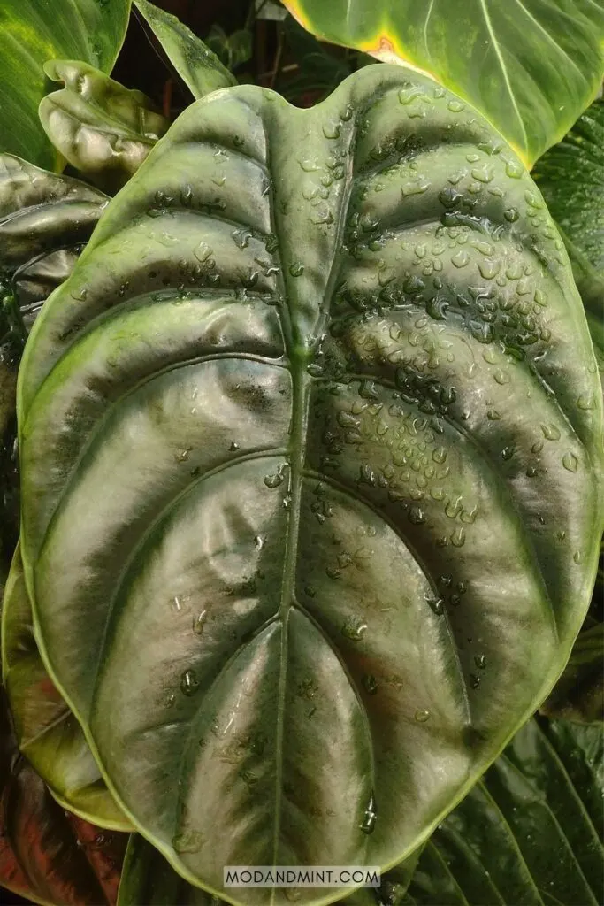 Close up of large Alocasia baginda dragon scale leaf.