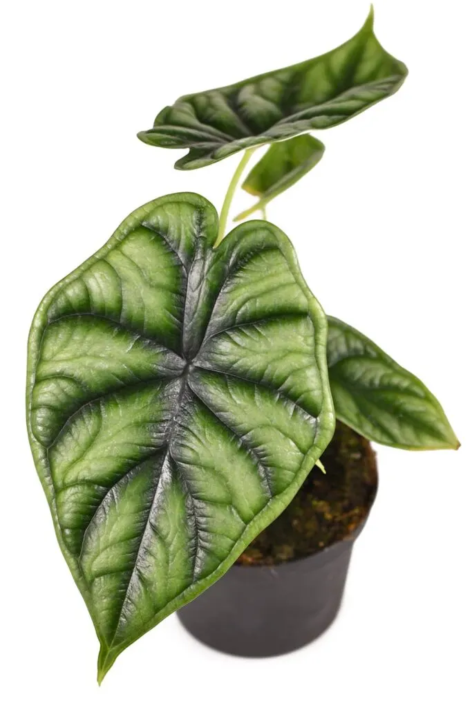 Alocasia baginda dragon scale plant.