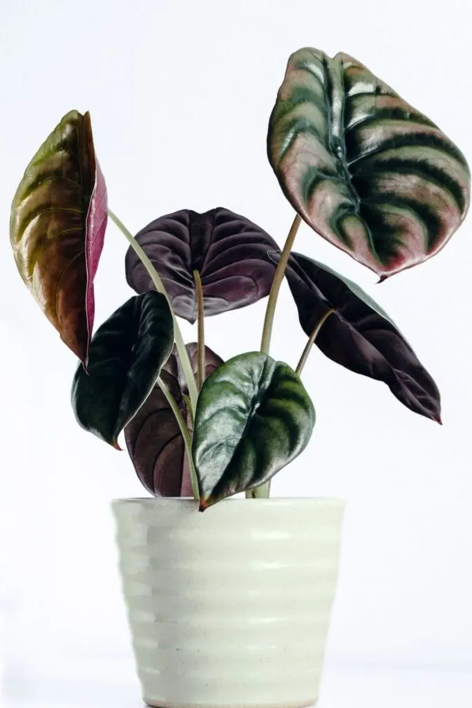 Alocasia baginda dragon scale plant in white planter pot.