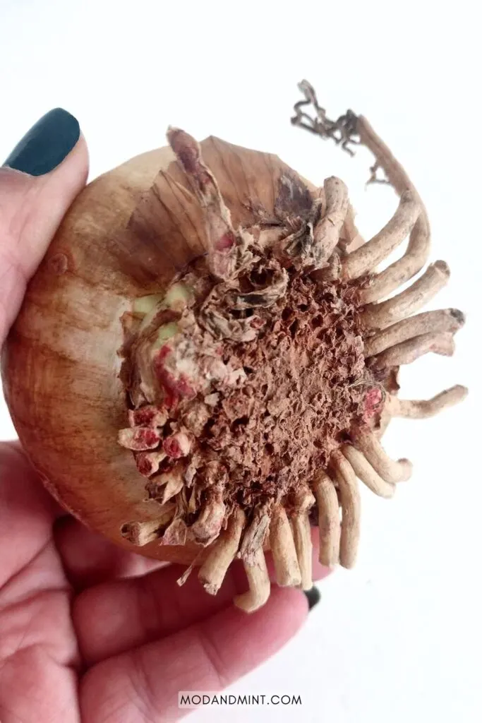 Hand holding up healthy amaryllis bulb showing white starter roots.