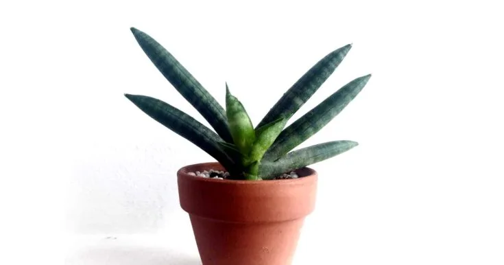 Starfish sansevieria cylindrica in clay pot.