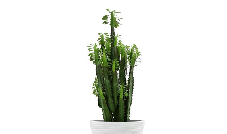 Large African milk tree plant.