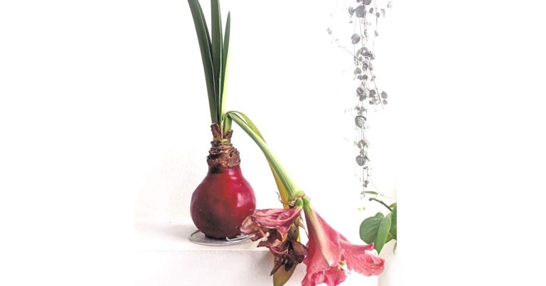 Waxed Amaryllis bulb after blooming with wilting red flowers.