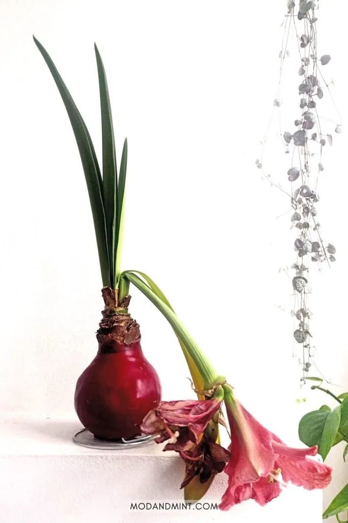 Waxed Amaryllis after blooming with wilted red flower.