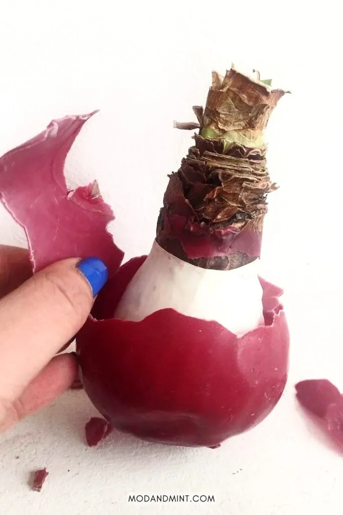 Hand peeling off wax from a red waxed Amaryllis bulb showing plastic cover inside.