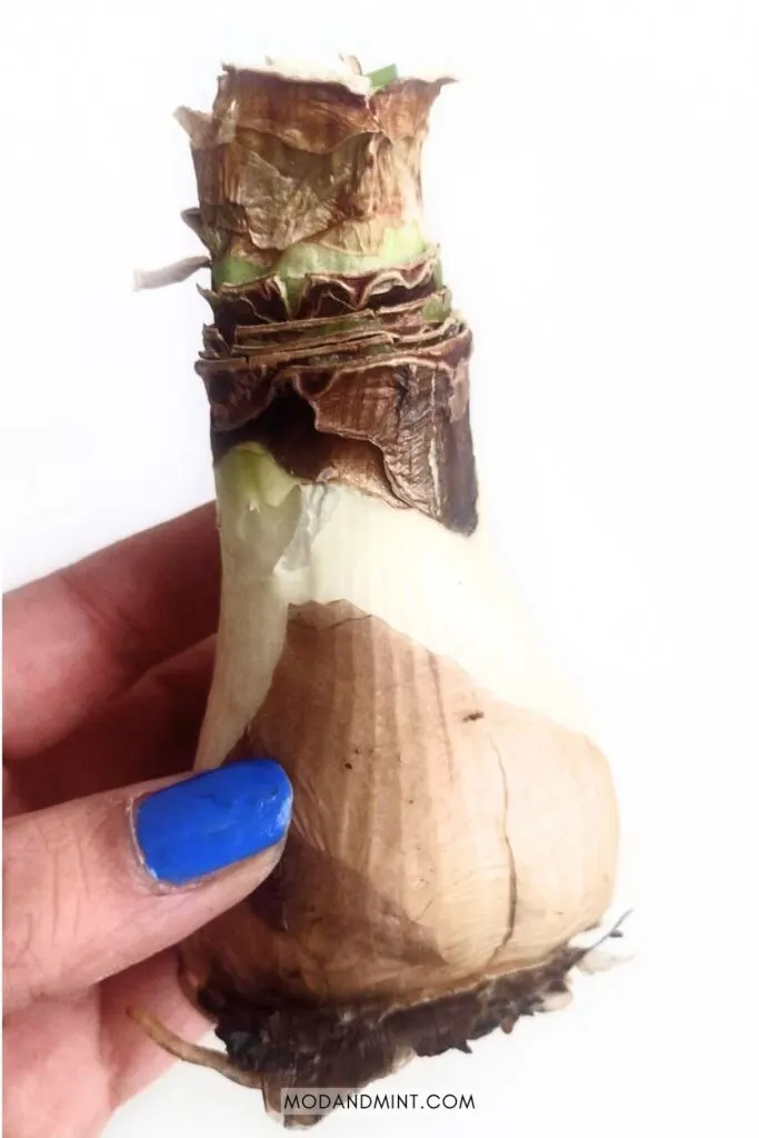 Hand holding up Amaryllis bulb after the wax has been removed.