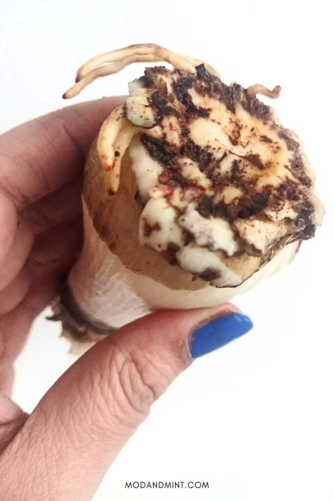 Hand holding up Amaryllis bulb after removing wax cover, showing roots on the bottom.