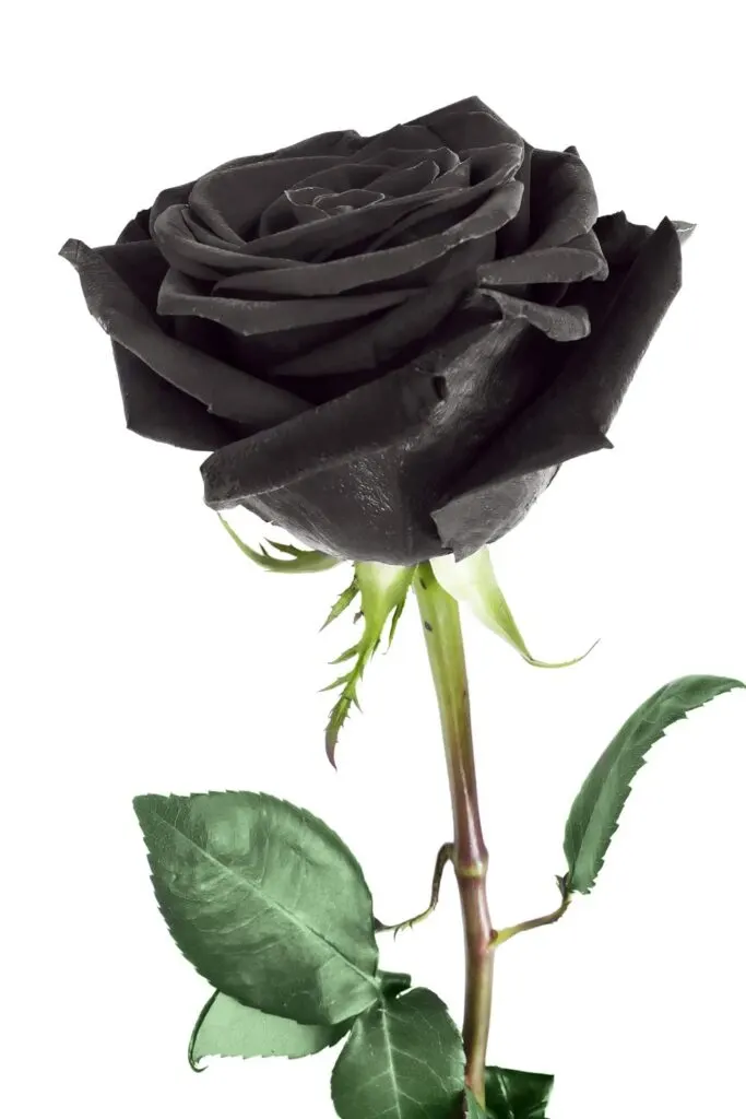 Close up of black rose flower.
