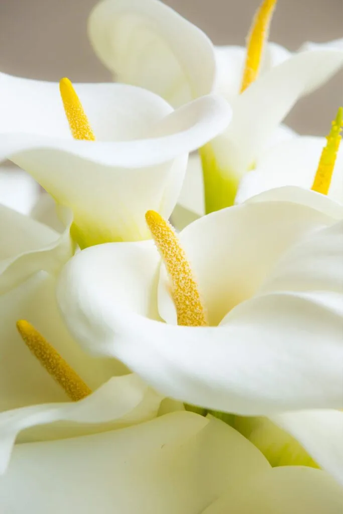 Close up of Calla lilies flowers.