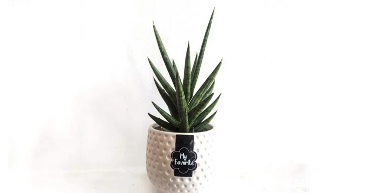 Sansevieria Francisii snake plant in white pot with text label saying My Favorite.