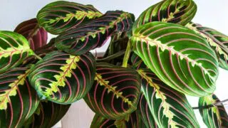 Maranta leuconeura houseplant.