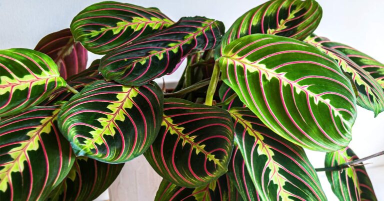 Maranta leuconeura houseplant.